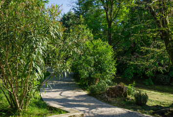 View of alley evergreens in Arboretum Park Southern Cultures in Sirius. Natural landscape for any wallpaper.