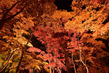 紅葉ライトアップ