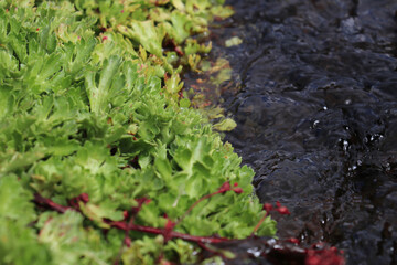 Vegetación de montaña en el borde de un arrollo