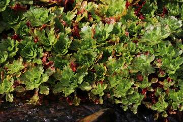 vegetación de montaña