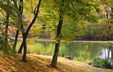 sunny autumn landscape in park