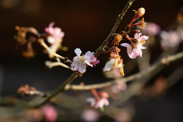 四季桜