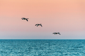 Canada geese flying in the sky at sunset