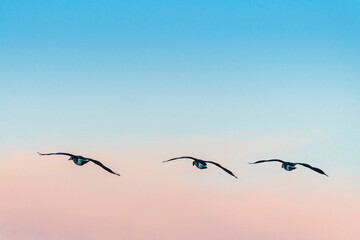 Canada geese flying in the sky at sunset