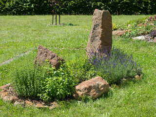 View on spring garden with oval flower bed with green herbs thyme, lavender, mint, chive and sweet balm with big sandstone rock and stones on background of lush green grass