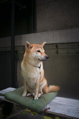 dog on the porch