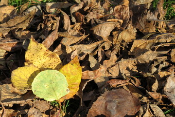 Yellow and Green Leaves on Top of Bed of Dried Brown Autumn Leaves on Ground
