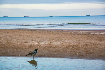 birds on the beach