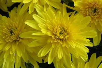 Closeup Photo of Bright Yellow Mums in Landscape View in Autumn