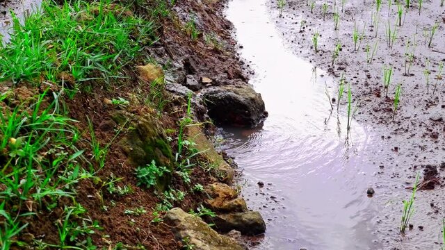 water overdraft in fresh and green rice field