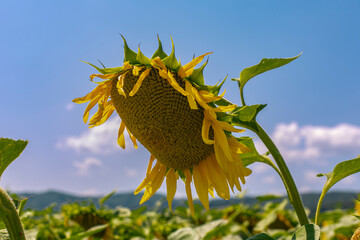 sunflower in the field