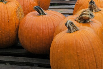 Closeup of Pumpkins on Wooden Pallet for Sale on Farm in Autumn