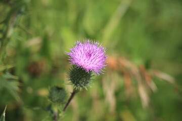 Pink-purple thistle flower. Cirsium. Blurred green background. High quality photo