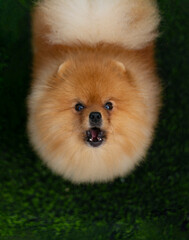 pomeranian dog portrait