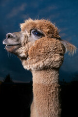 close up of a alpaca