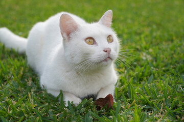 Naklejka na ściany i meble white cat on green grass 