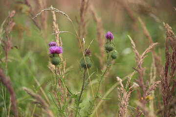 Pink-purple thistle flower. Cirsium. Blurred green background. High quality photo