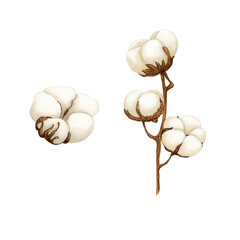 Watercolor Cotton flower set in a watercolor style isolated. Aquarelle wild flower for background, texture, card, frame