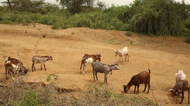 herd of goats Omo valley,goats collide Ethiopia
