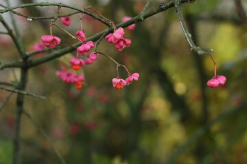 Euonymus europaeus. Pink and red fruits close-up of a spindle tree of a European shrub in autumn.