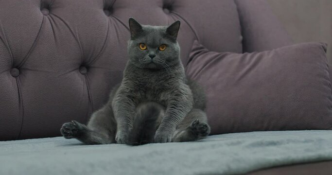 The gray cat sits like a man with his paws outstretched and looks indifferently.