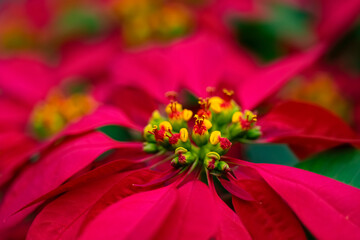 Weihnachtsstern Euphorbia pulcherrima Adventsstern Christstern Poinsettie rot Blüten Blätter Dekoration Fest Winter Strauch Busch Madeira Mittelamerika exotisch Zimmerpflanze Saison Zierpflanze Advent