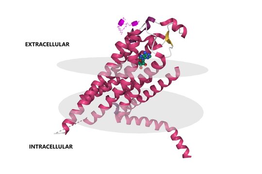Human adenosine A2a receptor with adenosine bound. 3D cartoon model, secondary structure color scheme, PDB 2ydo, white background