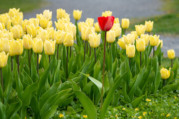 A bed of yellow tulips growing in a bed or garden in a park. There's green grass in the foreground. The bulbed flowers are vibrant yellow with some red stripes. The leaves are vibrant green and tall.