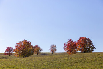 trees in autumn