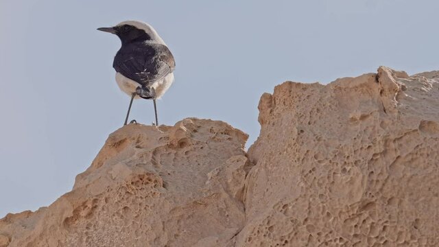 mourning wheatear (Oenanthe lugens) in the Negev desert