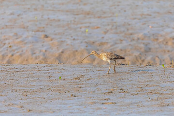 Eurasian curlew (Numenius arquata) at Sundarban NP, West Bengal, India.