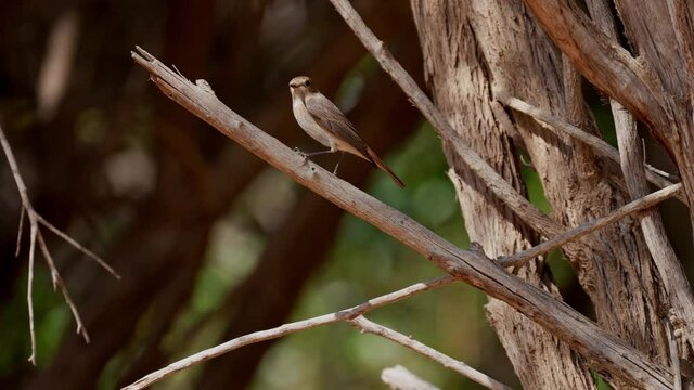 female common redstart (Phoenicurus phoenicurus) perching on a branch