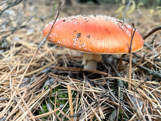 Mushroom fly agaric, amanita in the pine tree forest. Dangerous poisonous mushroom. 