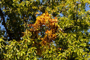 Schaan, Liechtenstein, October 14, 2021 Colorful leaves hanging on a branch at fall
