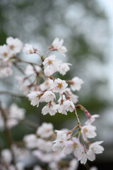 枝垂れ桜