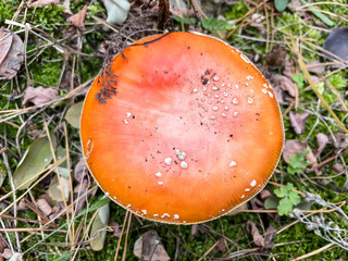 Mushroom fly agaric, amanita in the pine tree forest. Dangerous poisonous mushroom. Top view.