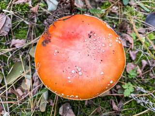 	
Mushroom fly agaric, amanita in the pine tree forest. Dangerous poisonous mushroom. Top view.	