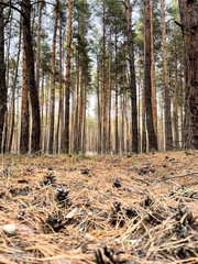 Nature landscape: autumn pine-tree forest in soft light. 