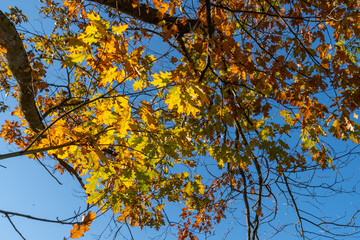 Schaan, Liechtenstein, October 14, 2021 Colorful leaves hanging on a branch at fall