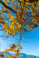 Schaan, Liechtenstein, October 14, 2021 Colorful leaves hanging on a branch at fall