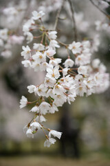 枝垂れ桜