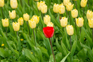 A bed of yellow tulips growing in a bed or garden in a park. There's green grass in the foreground. The bulbed flowers are vibrant yellow with some red stripes. The leaves are vibrant green and tall. 