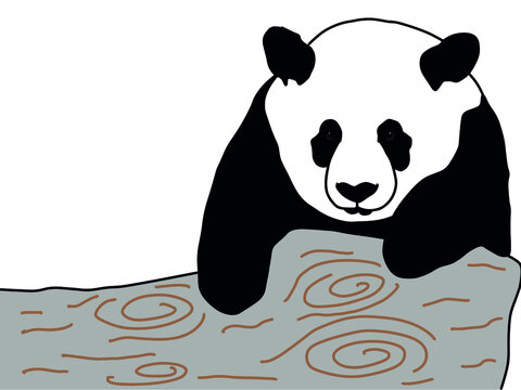 Panda Animal Vector Illustration Design	