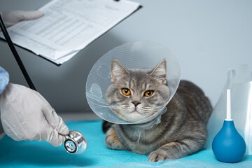 Veterinary and medicine theme for pets. An unrecognizable doctor examines a gray Scottish Straight cat wearing a protective collar after an operation on a table in an animal healthcare clinic