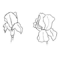 Black and white isolated vector illustration of iris flowers hand drawn in outline sketch style 