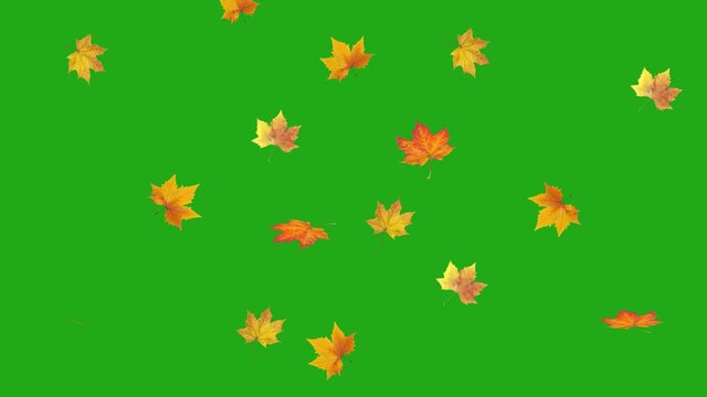Orange autumn leaves falling on transparent alpha channel background. Bright fall color leaves on transparent background