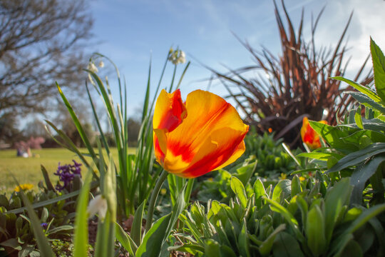 jolie fleur orange et rouge au milieu de la praire 