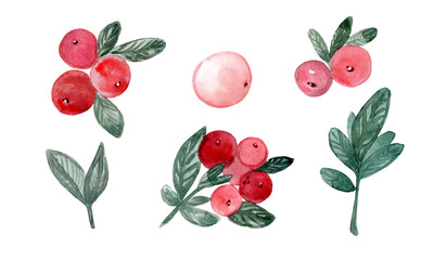 Watercolor set of berries and branches of lingonberry