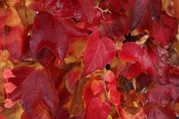 Naklejka na ściany i meble Beautiful leaves on trees in autumn season