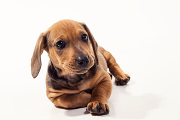 dachshund, basset, cão, cachorro, dog, linguisinha, filhote, ração, sausage, puppy, feed, marrom, fofinho, filhotinho, 